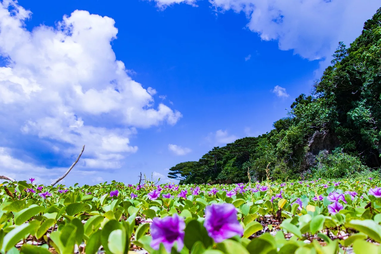 石垣島の自然